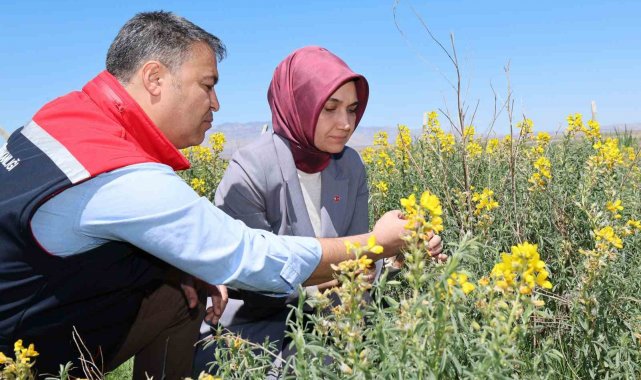 Eber Sarısı'nın korunması için başlatılan çalışmalar sürüyor