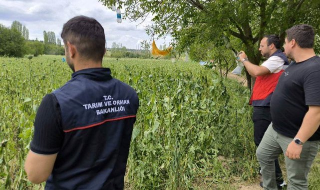 Emet'te doludan etkilenen haşhaş ekili alanlarda hasar tespit çalışmaları