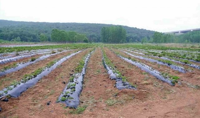 Hasadı yapılıp geliri kız öğrencilere bağışlanacaktı: Çilek tarlasını talan ettiler
