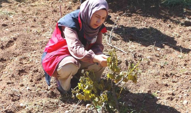 Hisarcık'ta sebze ekili alanlar ve meyve ağaçları dondan zarar gördü