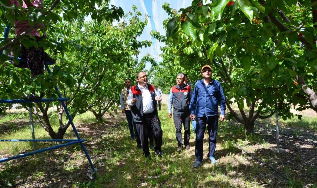 İhracatlık kiraz üretim merkezi Honaz'da bu yıl 5 bin ton rekolte bekleniyor