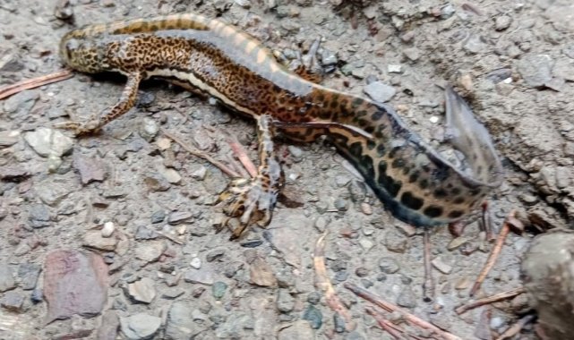 Ilgaz Dağı Milli Parkı'nda Anadolu semenderi görüntülendi