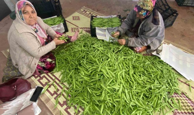 İznik'in meşhur nazende fasulyesi toplanmaya başladı