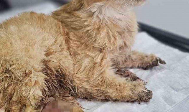 Kayseri'de bacakları kesilmiş bir kedi bulundu