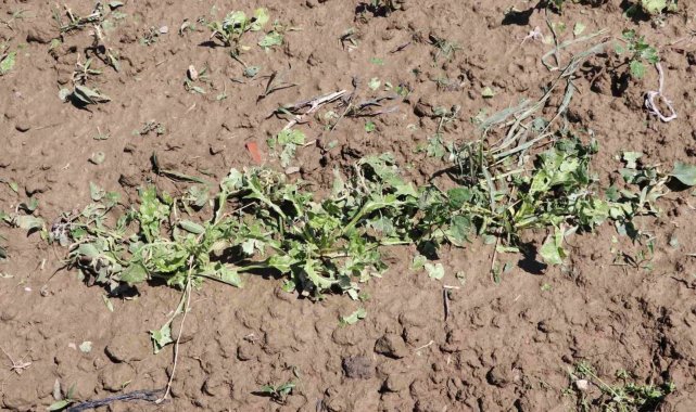 Keşan'da dolu bin 500 dekar ekili arazide zarara yol açtı