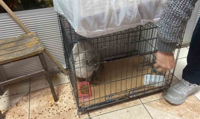 Kolilerin arkasında sıkışan kedi kurtarıldı