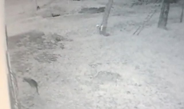Köye inen kurt, iş yeri bahçesindeki köstebeği böyle avladı