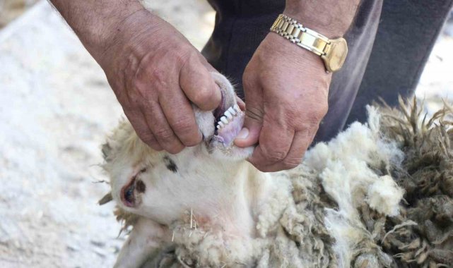 Kurbanlık alırken dikkat edilmesi gerekenler