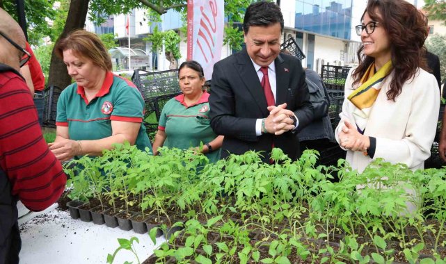 Menteşe'de ata tohumdan üretilen 20 bin fidan ücretsiz dağıtıldı