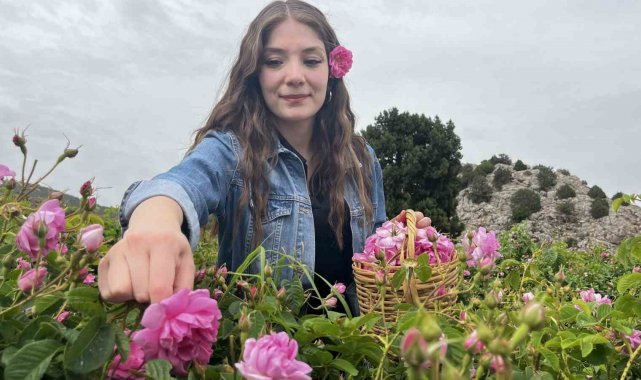 Mis kokulu bahçelerle çevrili "Gül Yolu" açıldı