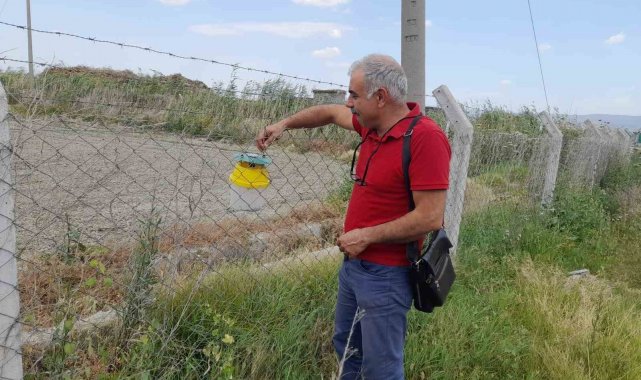 Pamukta pembe kurt mücadelesi sürüyor