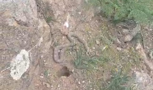 Pancara giden vatandaş çıngıraklı yılanla karşılaştı