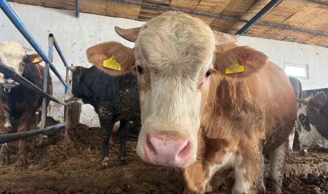 "Tarım Cebimde" ile üç adımda kurbanlık sorgulaması yapılabiliyor