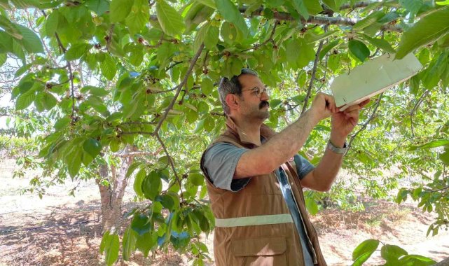 Sarıgöl'de üreticiler kiraz sineğine karşı uyarıldı