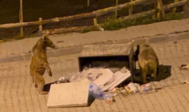 Sarıkamış'ta boz ayılar sokaklarda cirit atıyor