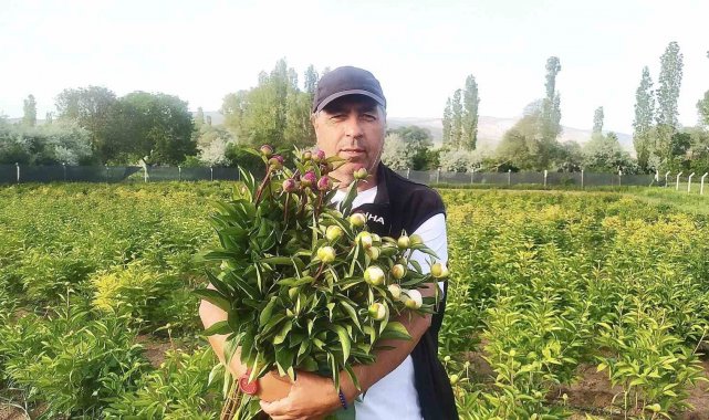 Sivas'ta "Hollanda güzeli" hasadı