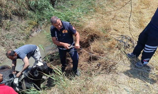 Sulama kanalında düşen ineği itfaiye kurtardı
