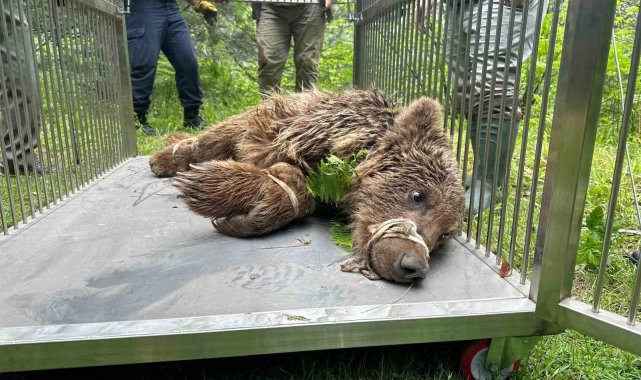 Uludağ'da operasyonla kurtarılan ayının kalça kemiği kırılmış