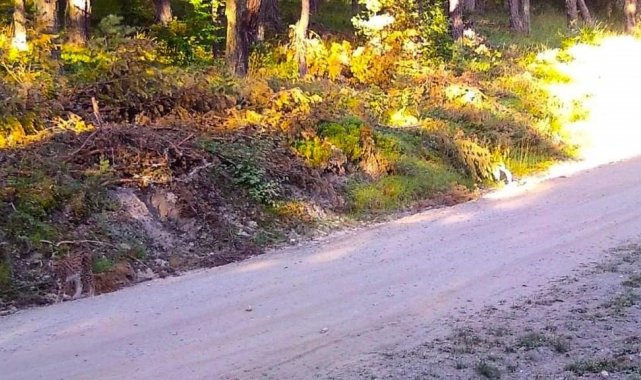 Vaşak kendini böyle kamufle etti, Amasya OBM fotoğrafını 'Hayalet geziyor. Görebiliyor musunuz?' notuyla paylaştı