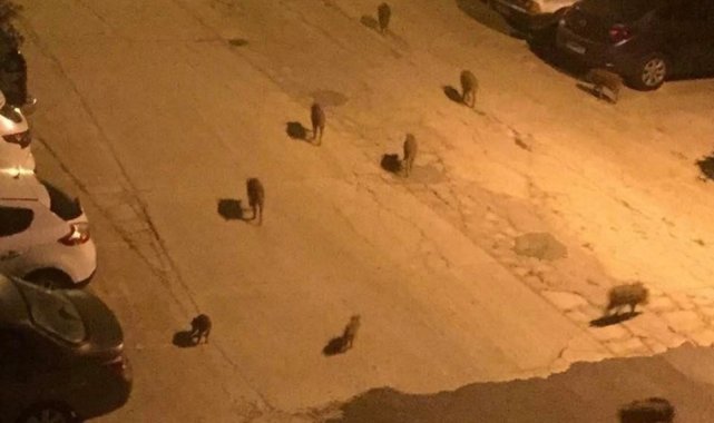 Vatandaşları yaban domuzu saldırılarına karşı uyardı