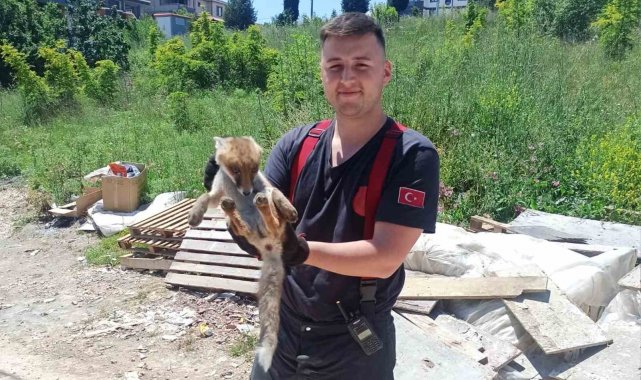 Yalova'da binanın bodrumuna giren tilkiyi itfaiye kurtardı