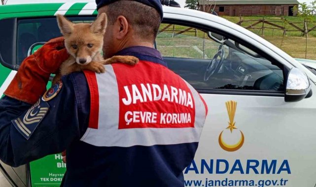 Yavru tilkinin bakımını yapıp karnını doyurdular