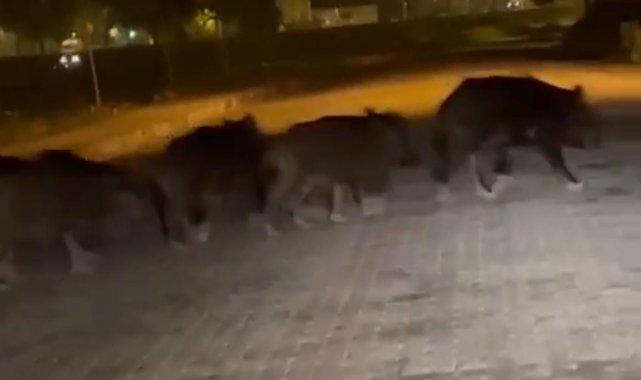 Zonguldak'ta aç kalan domuz sürüsü ilçe merkezine indi
