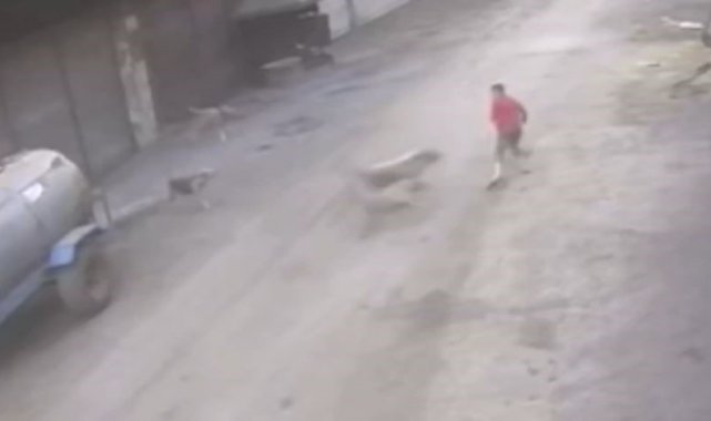 Adana'da 14 yaşındaki çocuk başıboş köpeklerin saldırısına uğradı
