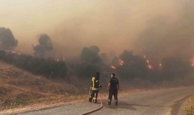 Aydın'da orman yangını