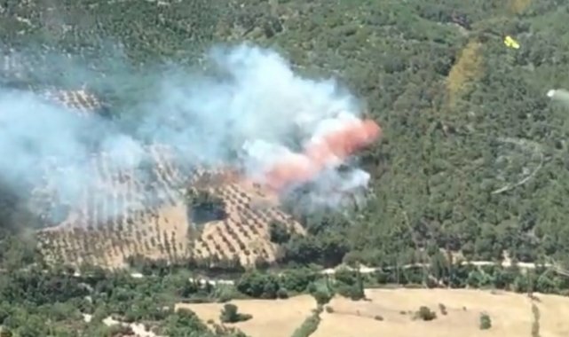 Bergama'da orman yangını