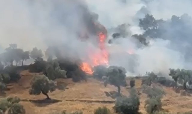Çine'de zeytinlik alanda yangın çıktı
