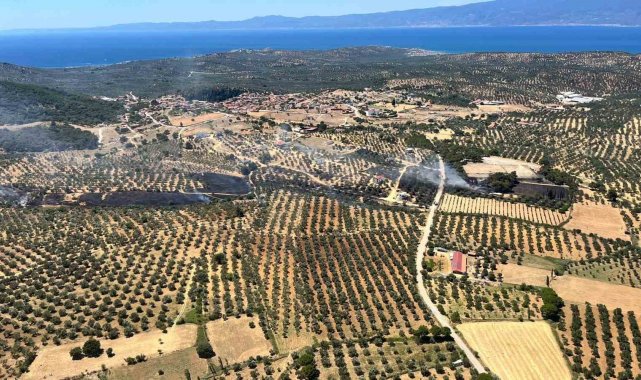 Çöplükte çıkan yangın zeytinlik alana sıçradı