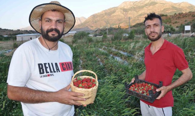 Devlet desteğiyle tütüne alternatif olarak ürettikleri çilekleri devletin zirvesine ulaştırmanın mutluluğunu yaşadılar