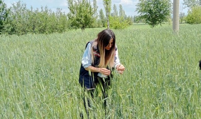 Ekili tarım alanlarında kontroller sürüyor
