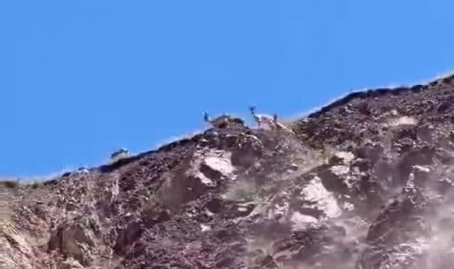 Elazığ'da dağ keçileri görüldü