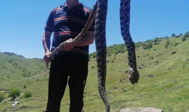 Elazığ'da görülen yılan vatandaşları tedirgin etti