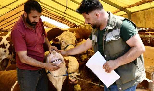 Esenyurt'ta kurbanlıklara sıkı kontrol