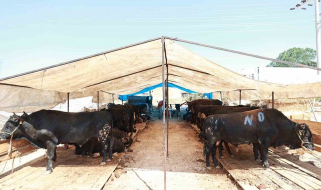 Gebze'de kurban satış alanı hazır