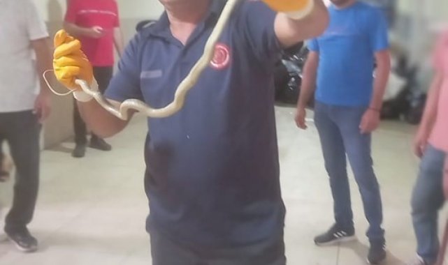 Hatay'da okula giren yılan itfaiye ekipleri tarafından yakalandı
