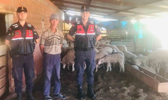 Jandarma kaybolan koyunları dron ile buldu