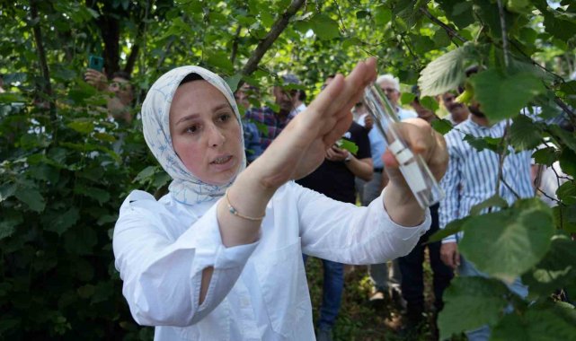 Kahverengi kokarca ile mücadele: 14 bin 'samuray arısı' doğaya salındı