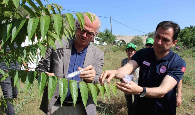 Karadeniz'i kahverengi kokarcadan samuray arılar koruyacak