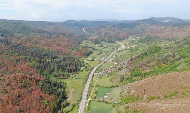 Kastamonu'da kahverengiye bürünen ormanlarla ilgili açıklama