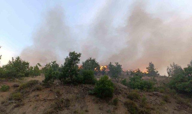 Kızılçam ormanında korkutan yangın