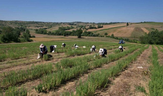 Kocaeli'de kekik hasadı başladı