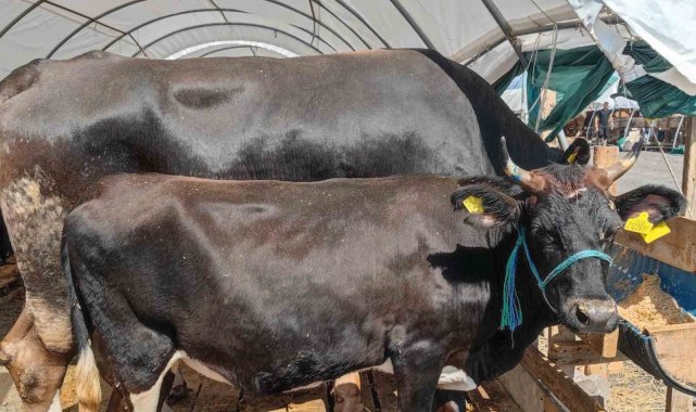 Kurban Bayramı'nda 'kene' riski artıyor