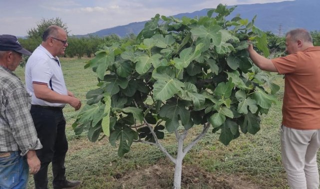 Kuyucak'ta incir bahçelerinde hastalık ve zararlı kontrolü yapıldı