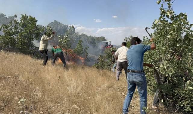 Mazıdağı'nda 20 dönüm ekili arazi küle döndü