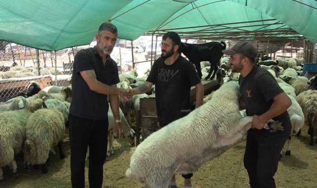 Mersin'de kurbanlık hayvan pazarlarında hareketlilik başladı
