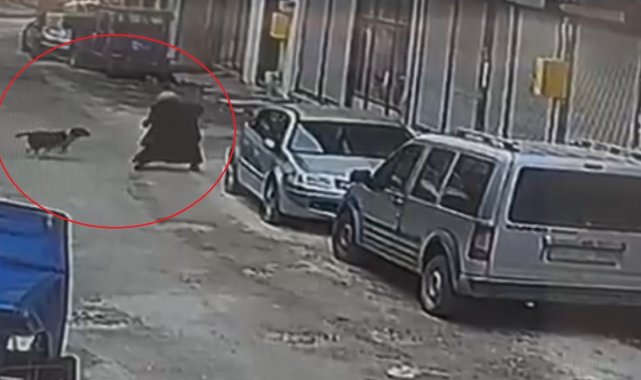 Ordu'da sokak köpeği ekmek almaya giden kadına saldırdı: O anlar kamerada